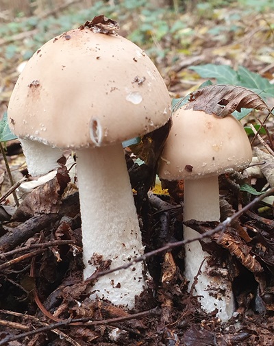 limacellopsis-guttata1
