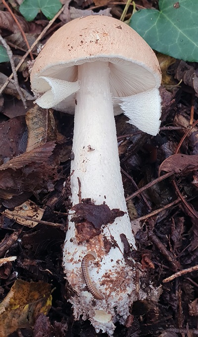 limacellopsis-guttata2