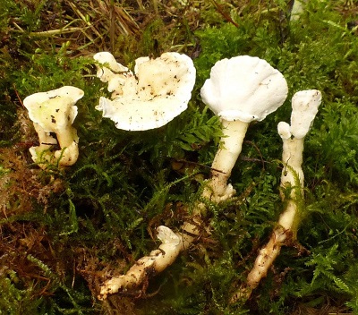 Loweomyces fractipes