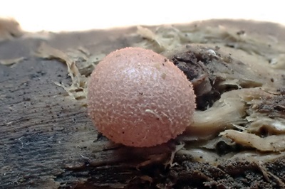 Lycogala epidendrum