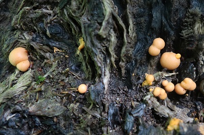 Lycogala flavofuscum