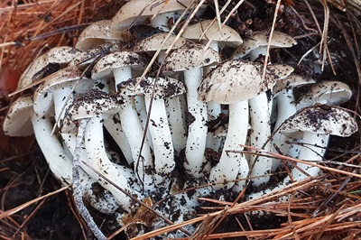 Lyophyllum fumosum