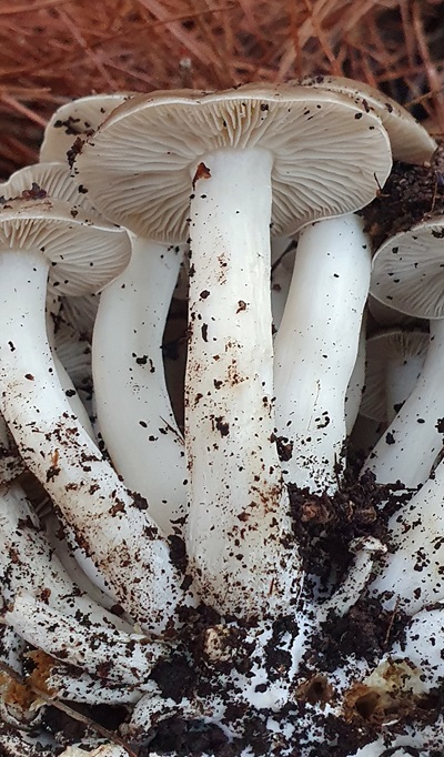 lyophyllum-fumosum1