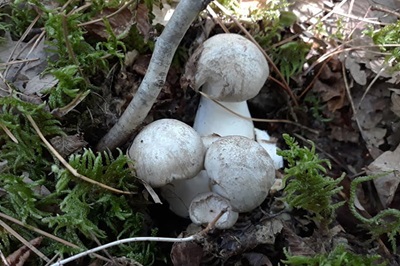 lyophyllum-fumosum3