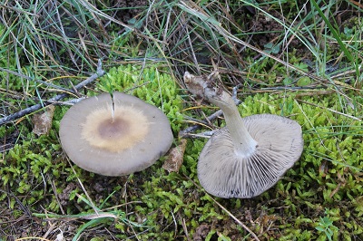 Lyophyllum immundum