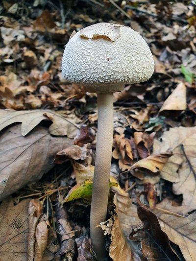 macrolepiota-fuliginosa1