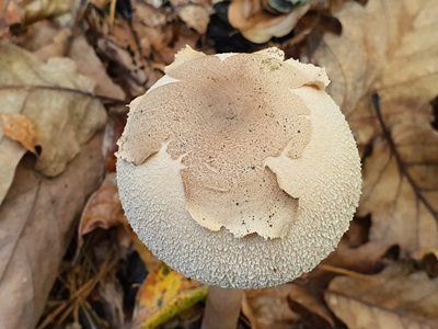 macrolepiota-fuliginosa2