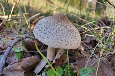 Macrolepiota mastoidea