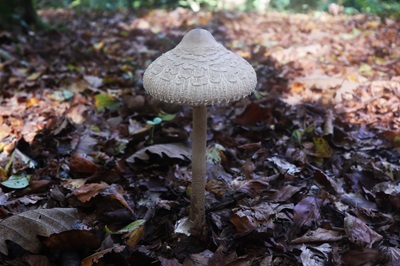 macrolepiota-mastoidea1