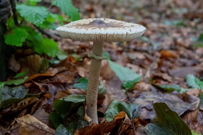 macrolepiota-mastoidea2