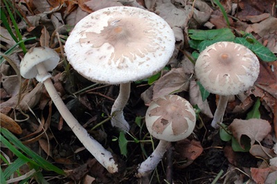 macrolepiota-mastoidea3