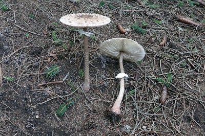 macrolepiota-procera1