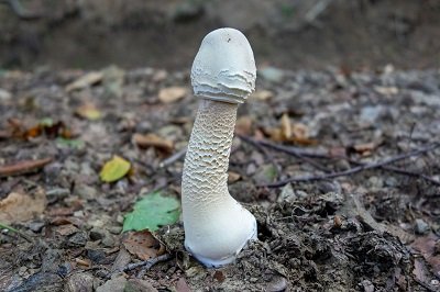 macrolepiota-procera3