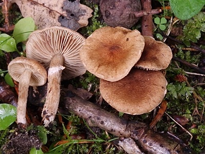 Mallocybe malenconii