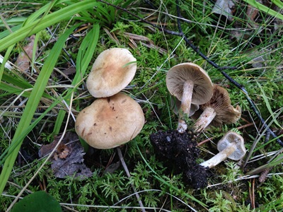 Mallocybe myriadophylla