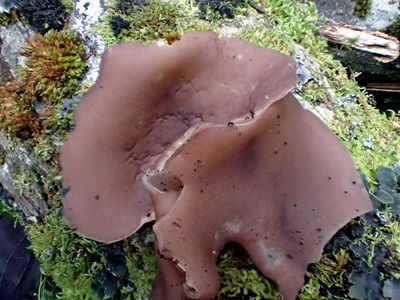 Malvipezia howsei