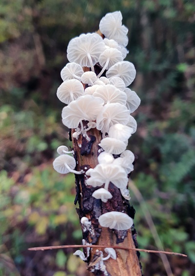 Marasmiellus candidus