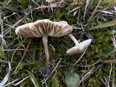 Marasmiellus carneopallidus