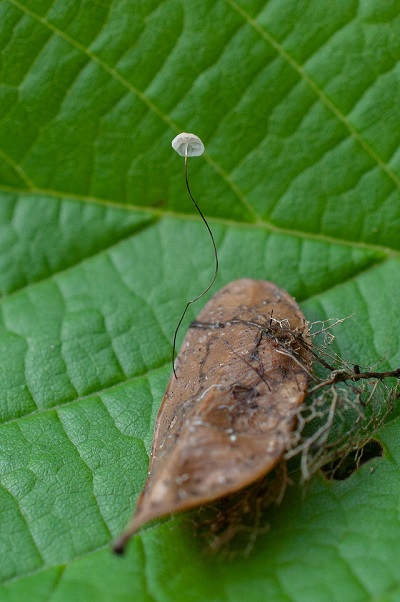 Marasmius buxi