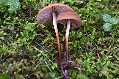 Marasmius cohaerens
