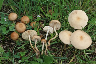 Marasmius collinus