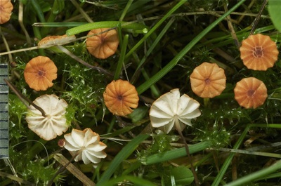 Marasmius curreyi