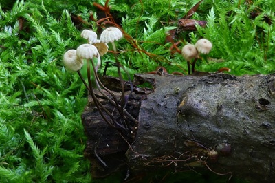 Marasmius rotula