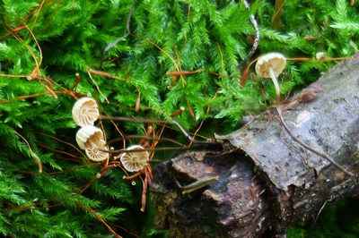 marasmius-rotula1