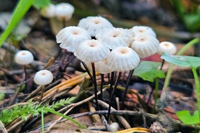 marasmius-rotula2