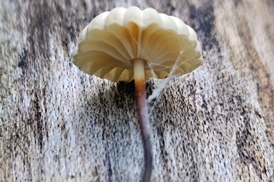 marasmius-rotula3