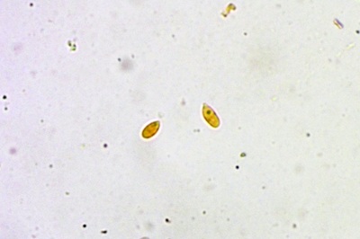 marasmius-rotula4