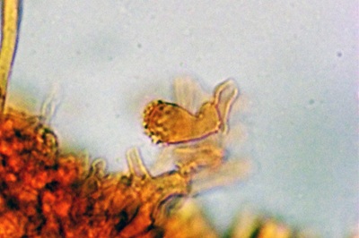 marasmius-rotula6