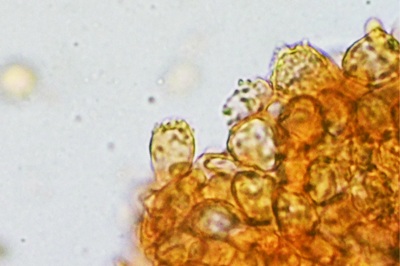 marasmius-rotula7