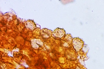 marasmius-rotula8