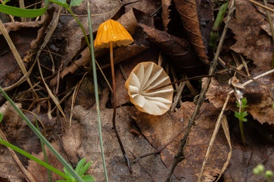 Marasmius siccus