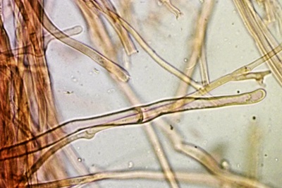 megacollybia-platyphylla12