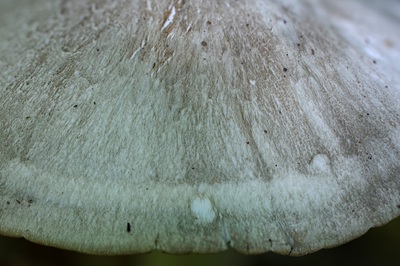 megacollybia-platyphylla6
