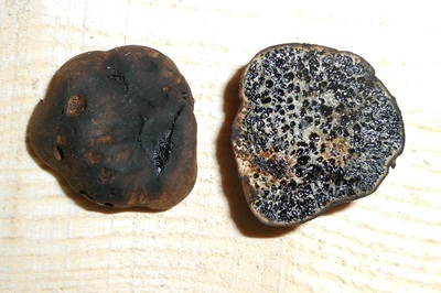 Melanogaster ambiguus