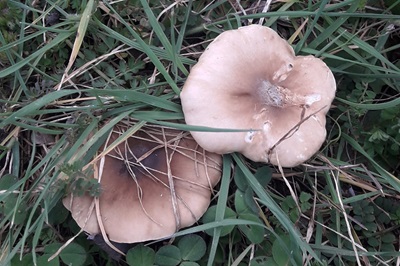 melanoleuca-brevipes1