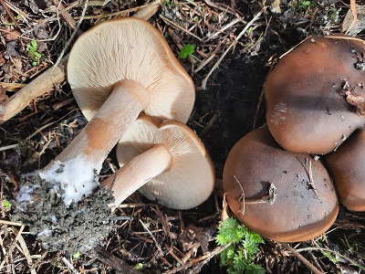 Melanoleuca cognata