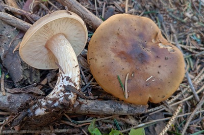 Melanoleuca cognata