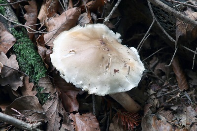 Melanoleuca exscissa
