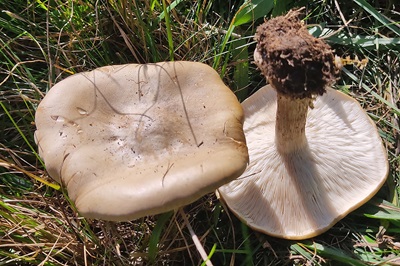 Melanoleuca grammopodia