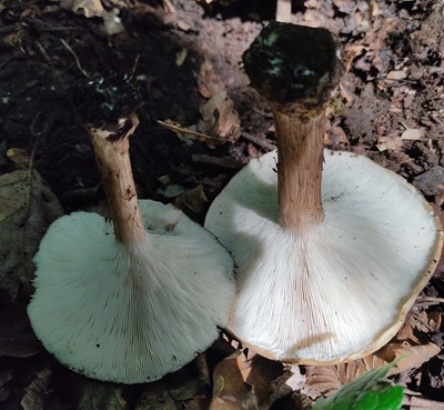 melanoleuca-grammopodia1