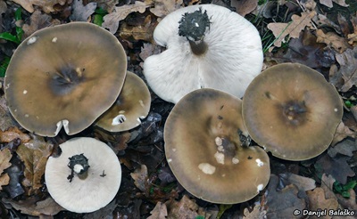 melanoleuca-grammopodia2