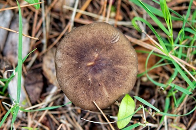 melanoleuca-melaleuca1