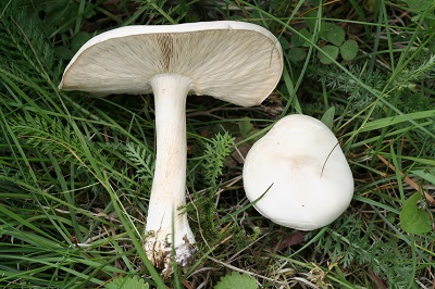 Melanoleuca subalpina