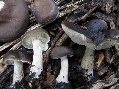 Melanoleuca turrita