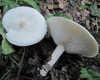 Melanoleuca verrucipes