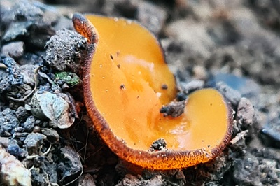 Melastiza chateri
